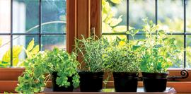 Pěstujte bylinky za každé sezóny