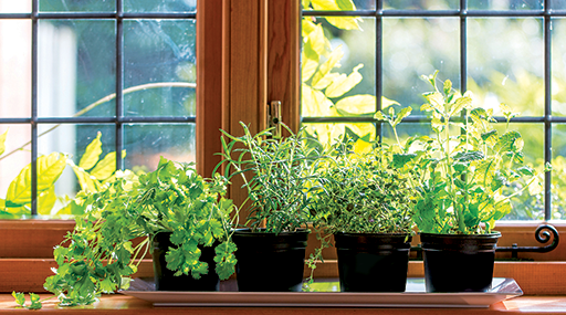 Pěstujte bylinky za každé sezóny